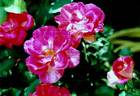 Adrien Mercier rose photo
