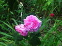 Agar rose photo