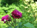 William Grow rose photo