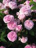 Aimable Amie rose photo
