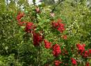 Angel Falls rose photo