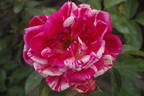 Papageno ® rose photo