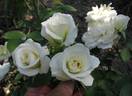 Marshall's Peace Garden Rose rose photo