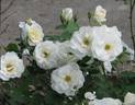 Marshall's Peace Garden Rose rose photo