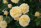 MILrol rose photo
