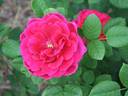 Princesse Vega rose photo