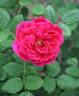 Princesse Vega rose photo