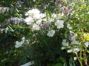 Jeanne d'Arc rose photo