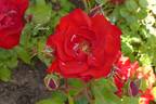 Pussta rose photo