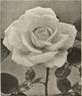 Mrs. Elisha Hicks rose photo