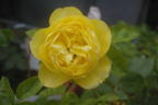 Souvenir de Marcel Proust rose photo