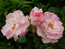 Abigaile ® rose photo