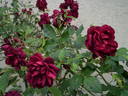 Burgundy Rambler rose photo