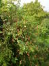 <I>R. abietina</I> rose photo