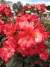 Kwinana rose photo