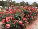 Kwinana rose photo