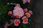 Her Majesty ™ rose photo