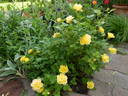 Dolly Dot rose photo