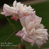 Miss Helyett rose photo