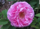 Hypathia rose photo