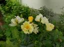 Bloomfield Dainty rose photo
