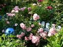 Bournonville ™ rose photo