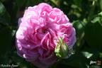 Aimable Amie rose photo