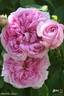 Aimable Amie rose photo