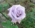 Pacific Blue rose photo