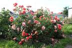 Belvedere® rose photo