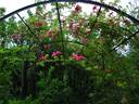 Senateur Lafollette rose photo