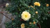 Sunrosa Yellow™ rose photo