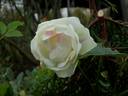 Fortune's Five Color rose photo
