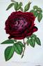 Empereur du Mexique rose photo