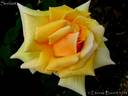Sunkist rose photo