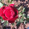 Jacqueline Powers rose photo