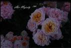 Her Majesty ™ rose photo