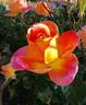Alpine Sunset ® rose photo