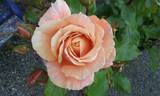 Julia's Secret rose photo