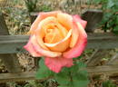Exotica ® rose photo