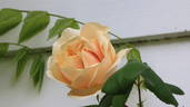 Bouquet d'Or rose photo