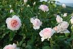Sans Souci rose photo
