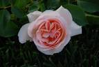 Sans Souci rose photo