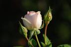Sans Souci rose photo