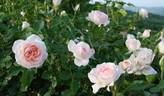 Sans Souci rose photo