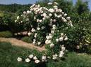Sans Souci rose photo