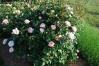 Sans Souci rose photo