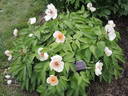 Le Printemps peony photo