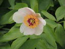 Le Printemps peony photo
