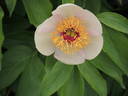 Le Printemps peony photo